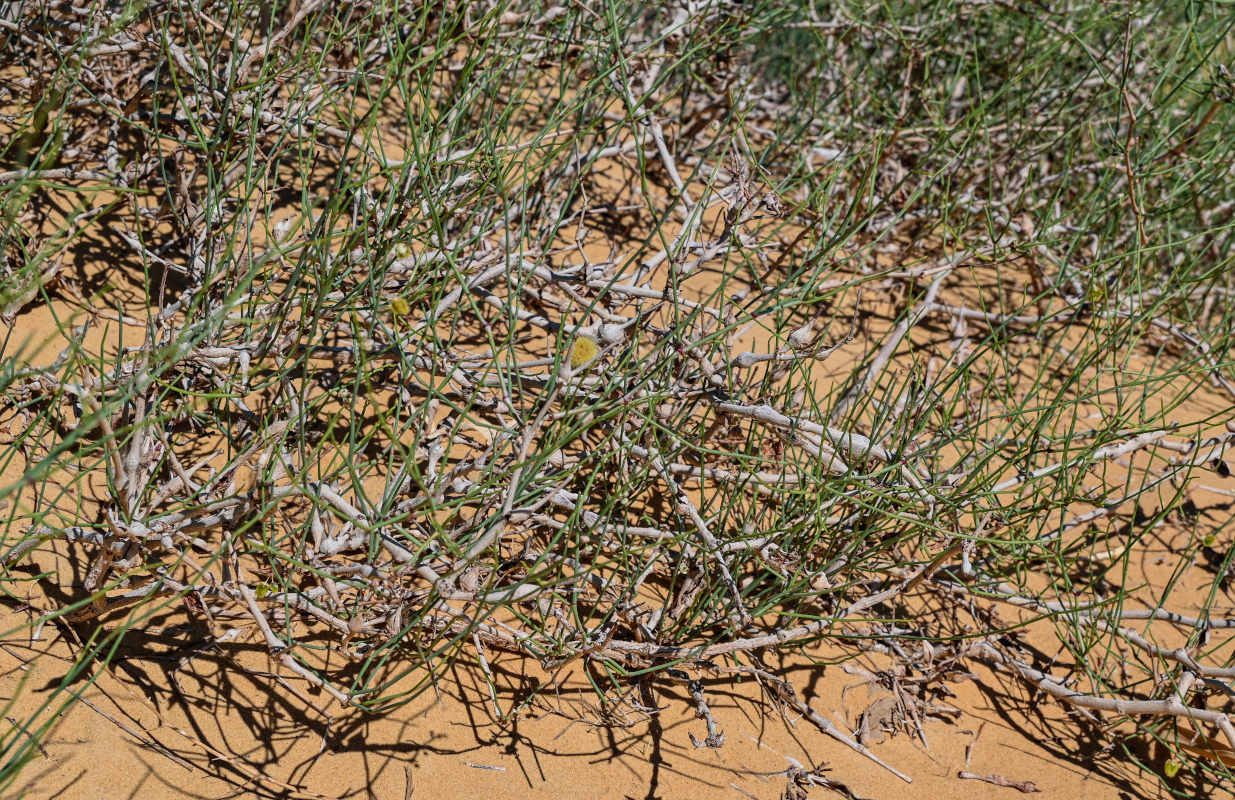 Изображение особи Calligonum polygonoides.