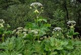 Heracleum sosnowskyi. Верхушки цветущих растений. Московская обл., окр. г. Железнодорожный, долина р. Чёрная, опушка смешанного леса. 16.06.2024.
