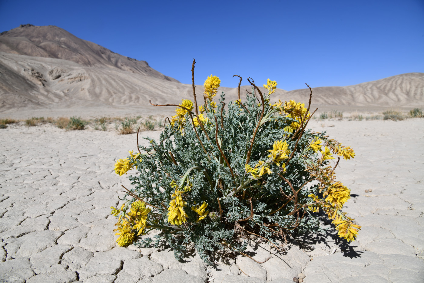 Изображение особи Corydalis fimbrillifera.