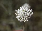 genus Anaphalis. Соцветия. Турция, пров. Анталья, р-н Кумлуджа, окр. вдхр. Алакыр, каменистая обочина грунтовой дороги, маквис. 31.05.2024.