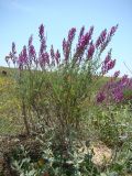 Astragalus varius