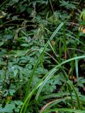 Scirpus radicans