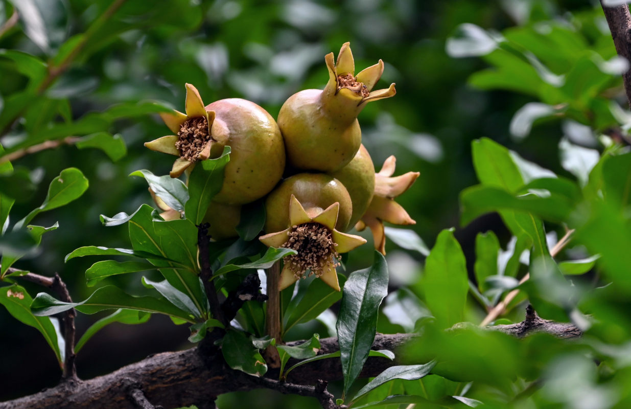 Image of Punica granatum specimen.