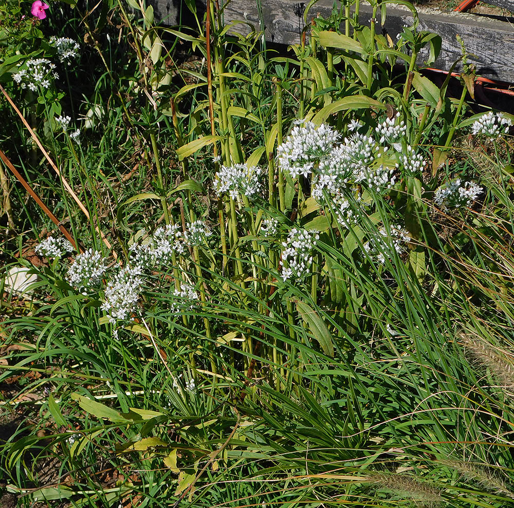 Image of Allium ramosum specimen.