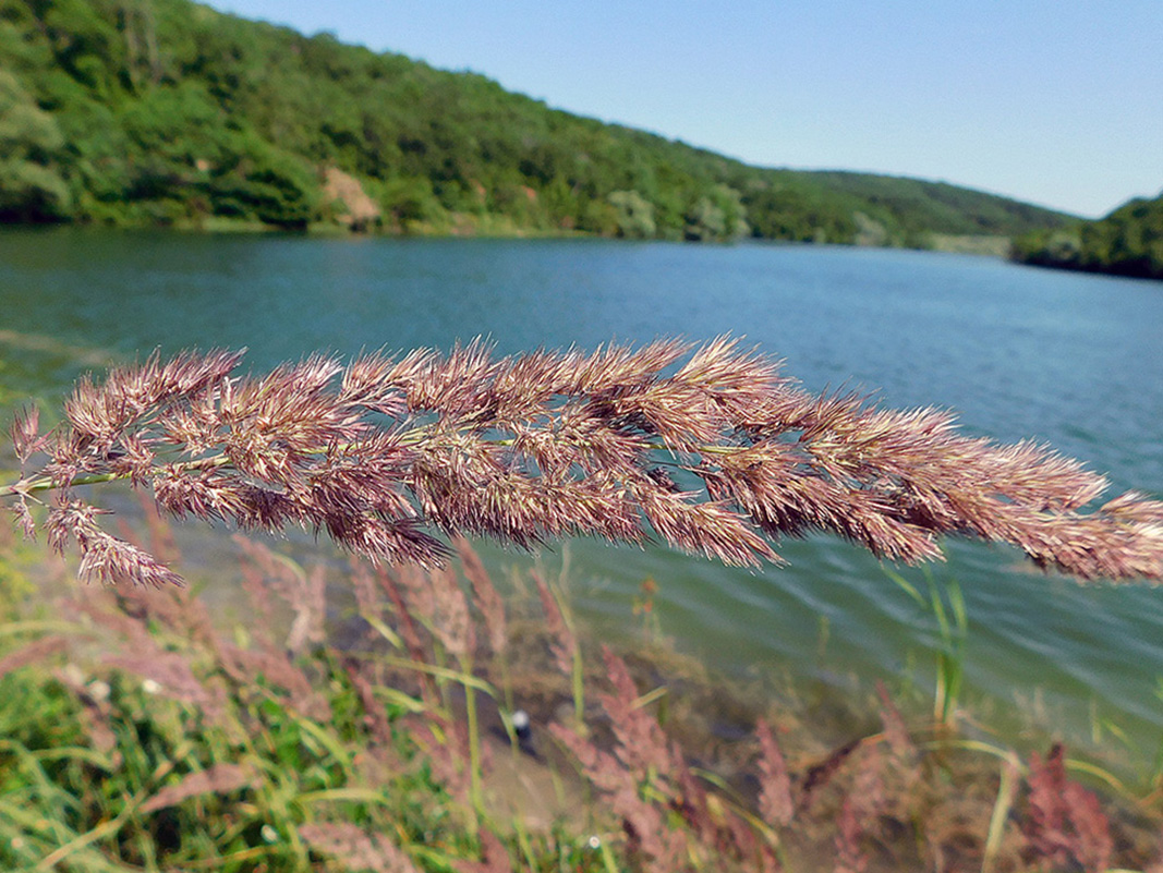 Image of Calamagrostis pseudophragmites specimen.