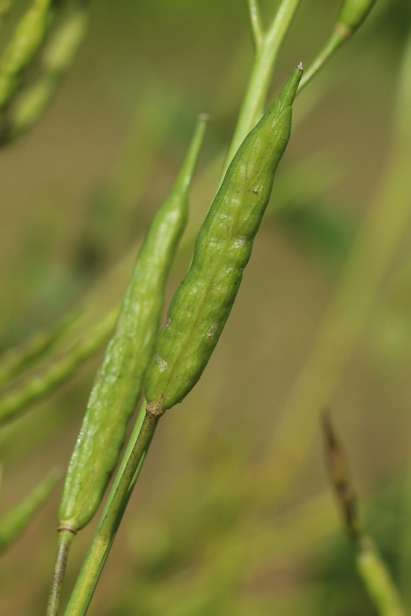 Image of Sinapis arvensis specimen.