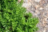 Pyrethrum karelinii. Листья. Казахстан, Заилийский Алатау в окр. г. Алматы, Большое Алматинское ущ., р-н Космостанции, ≈3500 м н.у.м., задернованные моренные отложения. 27 июля 2024 г.