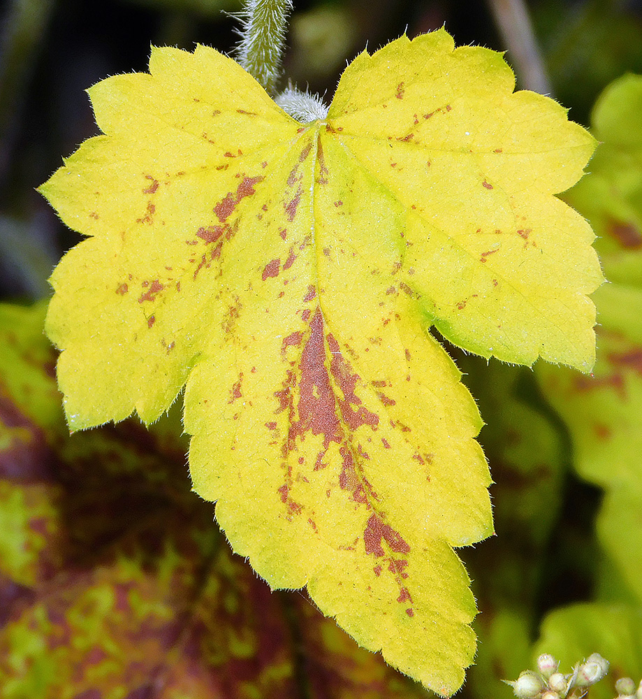 Изображение особи Heuchera × hybrida.