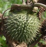 Datura innoxia