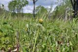 род Taraxacum