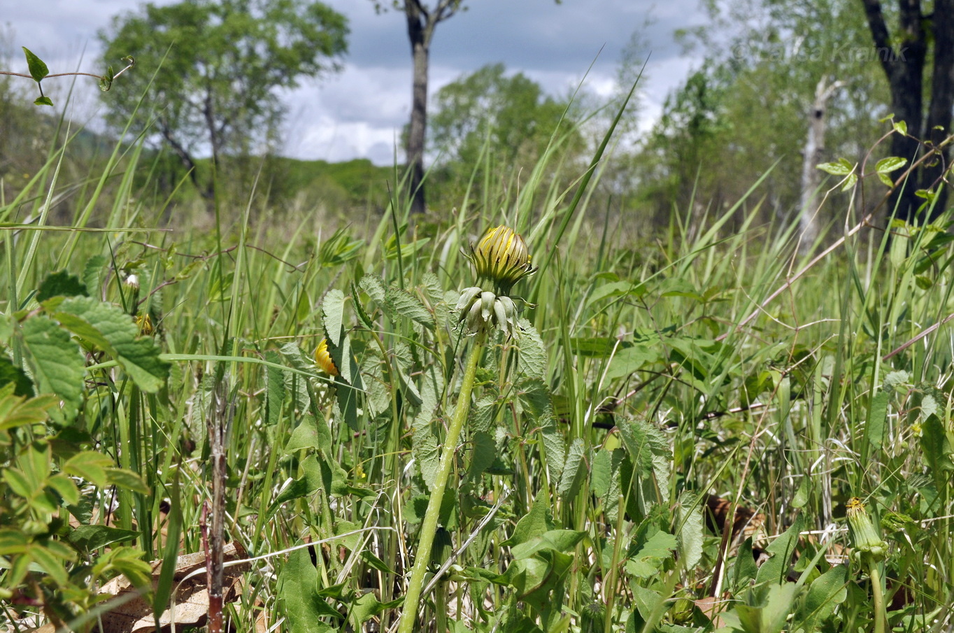 Image of genus Taraxacum specimen.