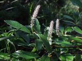 Salix arctica. Побег с женскими соцветиями. Магаданская обл., окр. г. Магадан, п-ов Старицкого, Марчеканская сопка, распадок на склоне северной экспозиции, на берегу ручья. 23.07.2024.