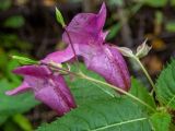 Impatiens glandulifera. Соцветие с цветками, плодами и бутонами и части листьев в каплях дождя. Московская обл., Талдомский р-н, окр. СНТ \"Живописное\", смешанный лес, среди берёз. 12.08.2024.