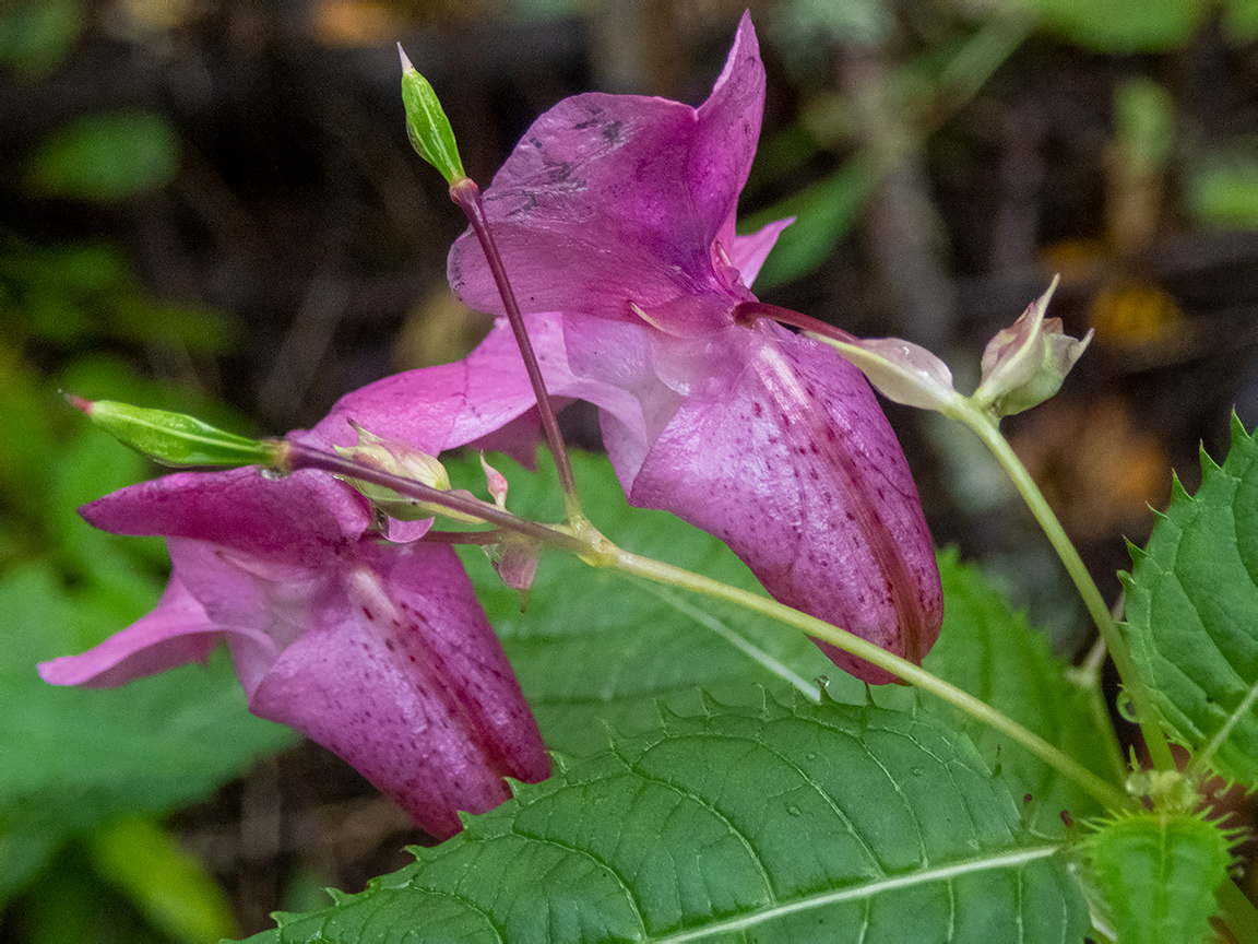 Image of Impatiens glandulifera specimen.