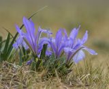 genus Iris. Цветущее растение с обгрызенными листьями. Забайкальский край, Ононский р-н, с. Ниж. Цасучей, степь. 23.05.2025.