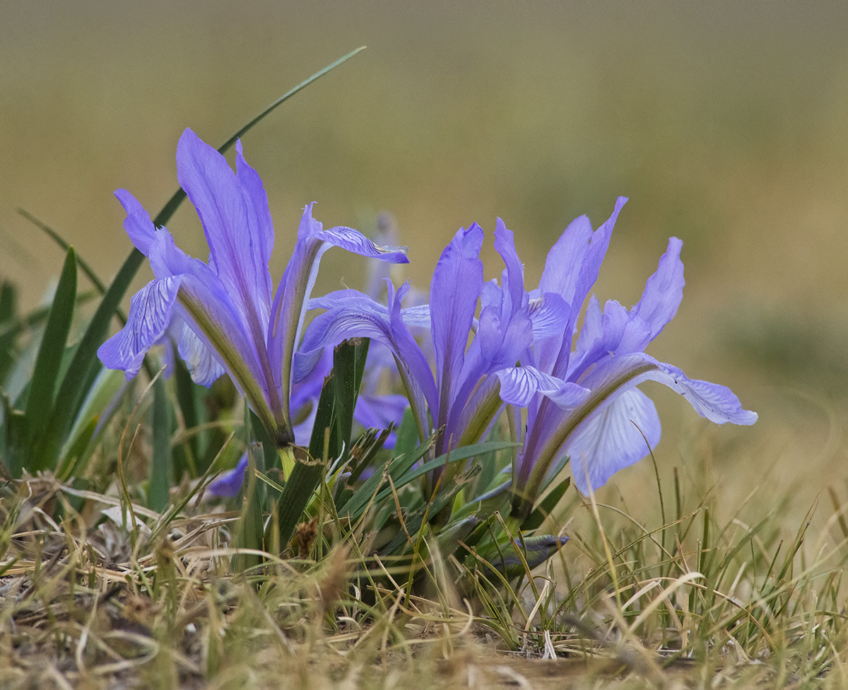 Image of genus Iris specimen.