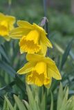 Narcissus pseudonarcissus