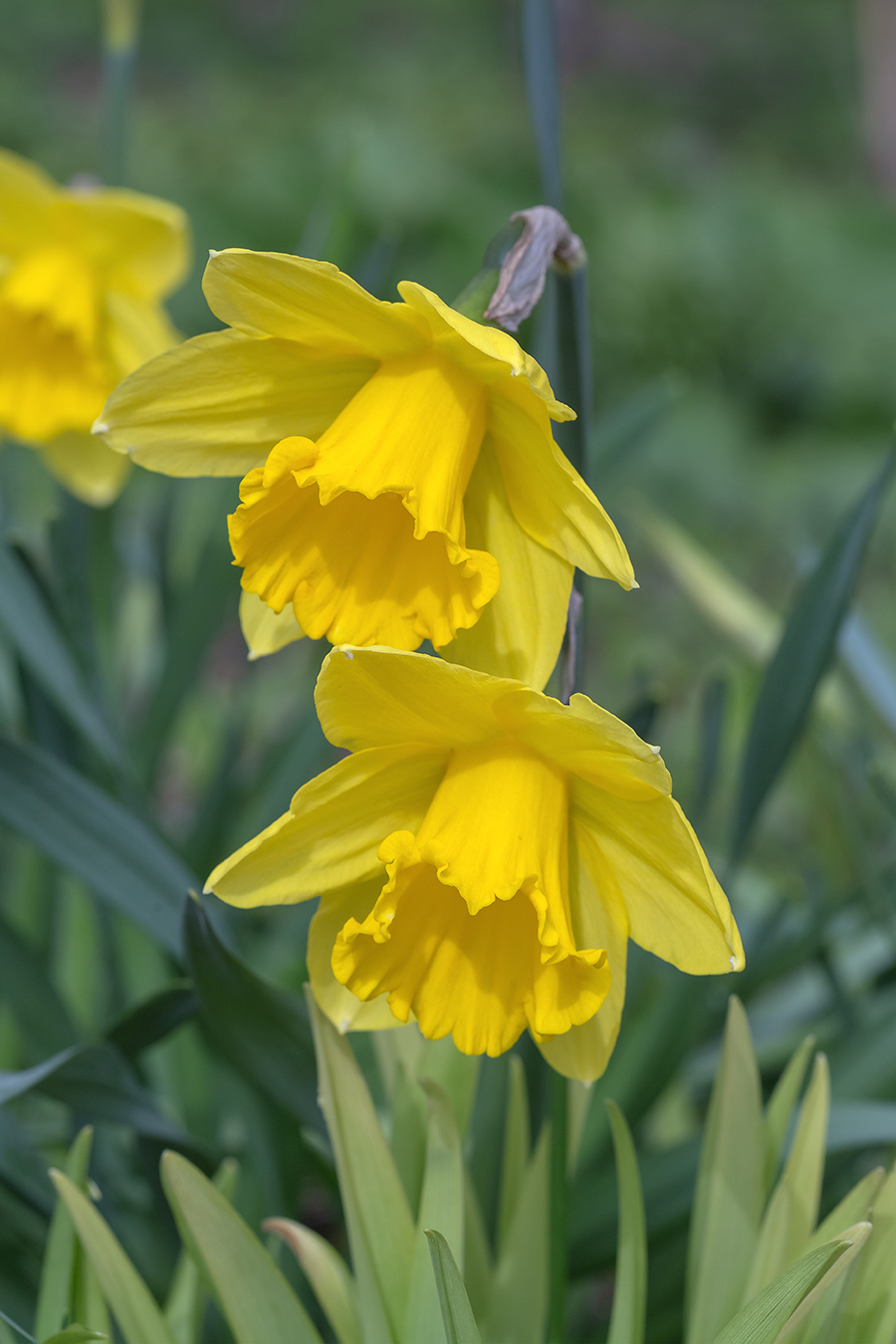 Изображение особи Narcissus pseudonarcissus.