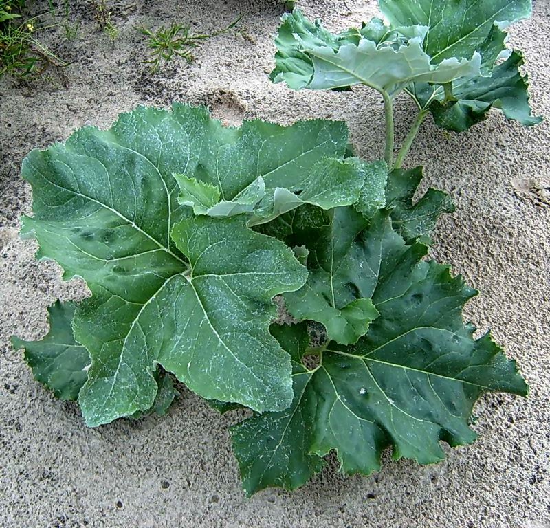 Image of Petasites spurius specimen.