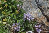 Astragalus levieri. Цветущие растения. Карачаево-Черкесия, Домбай, гора Мусса-Ачитара, 2800 м н.у.м., на каменистом склоне. 09.07.2015.