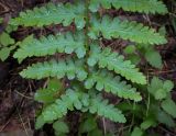 Dryopteris cristata. Нижняя часть вайи в каплях дождя. Пермский край, Оханский р-н, Тулумбаихинское сельское поселение, Кунчурихинский бор, опушка леса в сыром лесу. 28.06.2025.