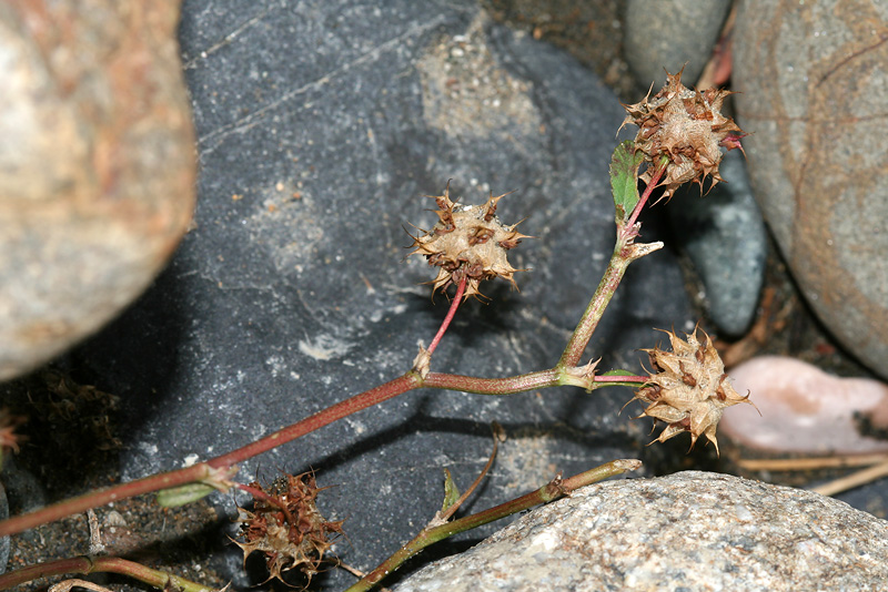 Изображение особи Trifolium resupinatum.