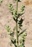 Chenopodium album