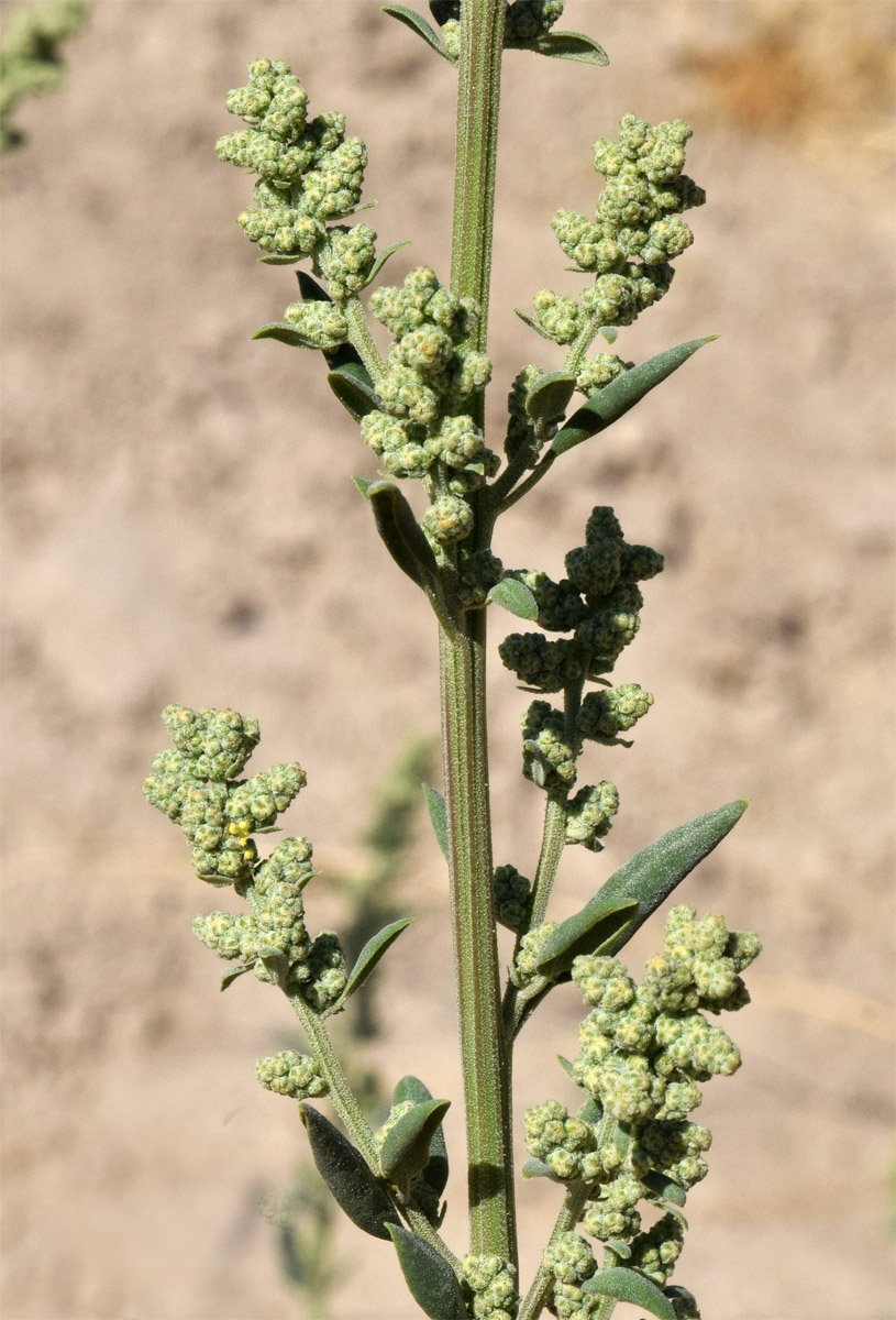 Image of Chenopodium album specimen.