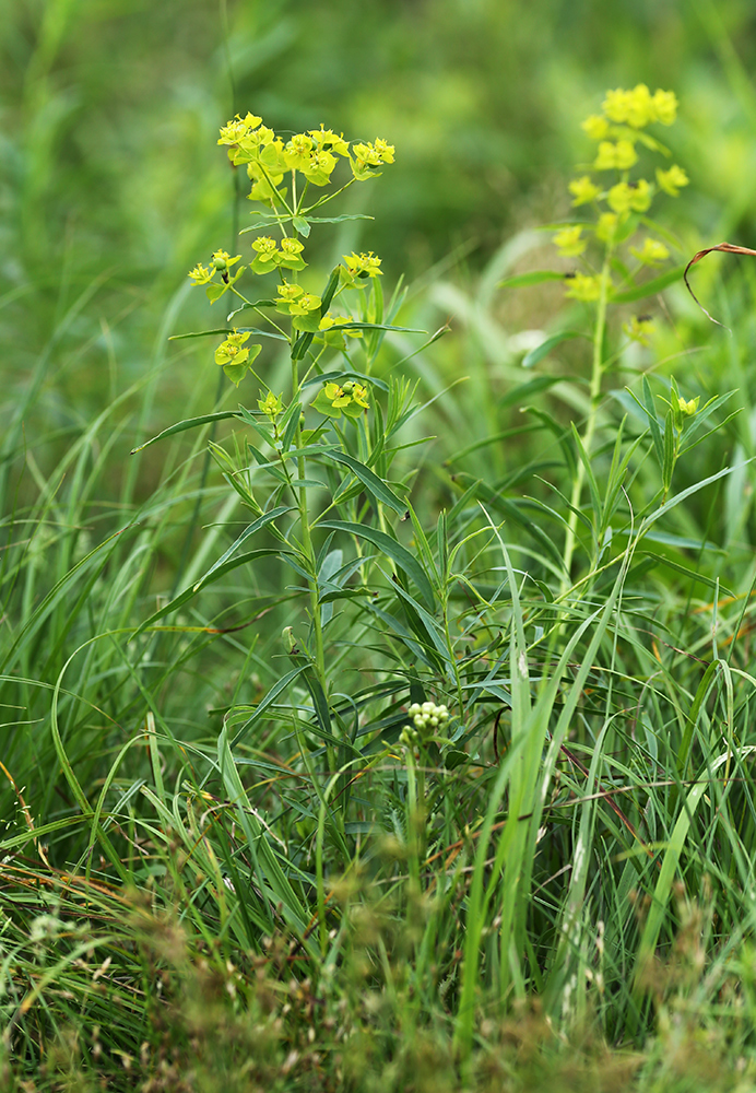 Image of Euphorbia virgata specimen.
