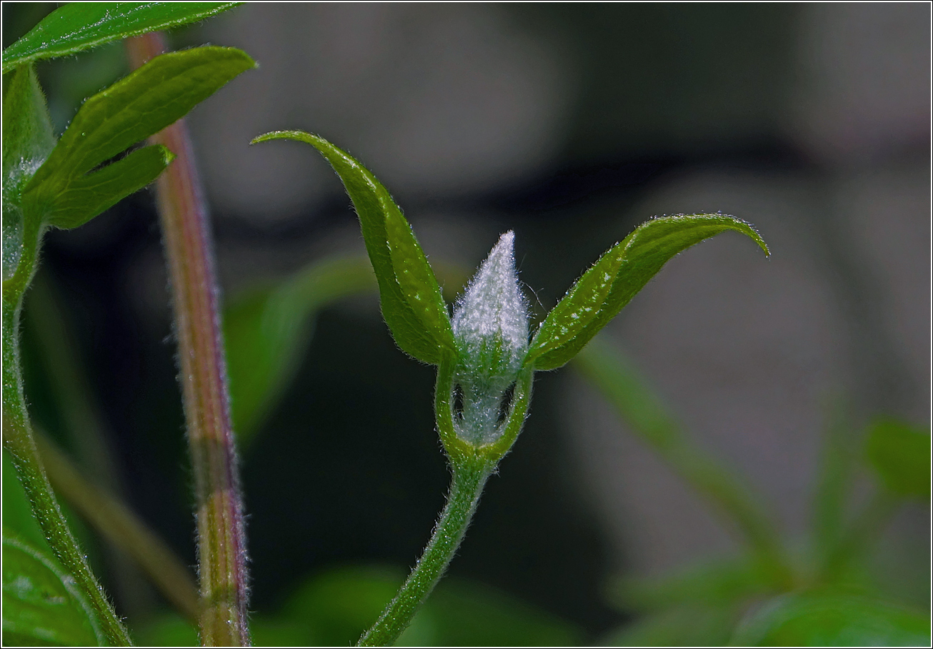 Image of Clematis × jackmanii specimen.