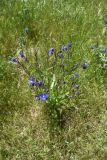 Anchusa azurea