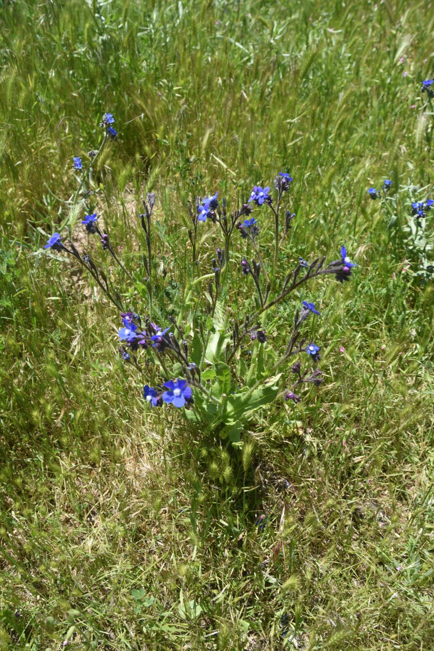 Изображение особи Anchusa azurea.