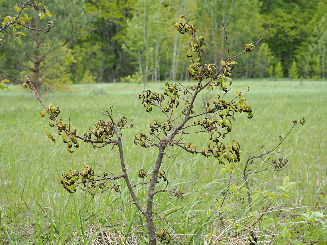 Image of Quercus robur specimen.