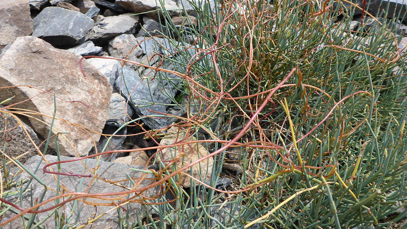Изображение особи Cuscuta pamirica.