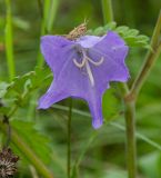 Campanula persicifolia