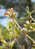 род Phlomis