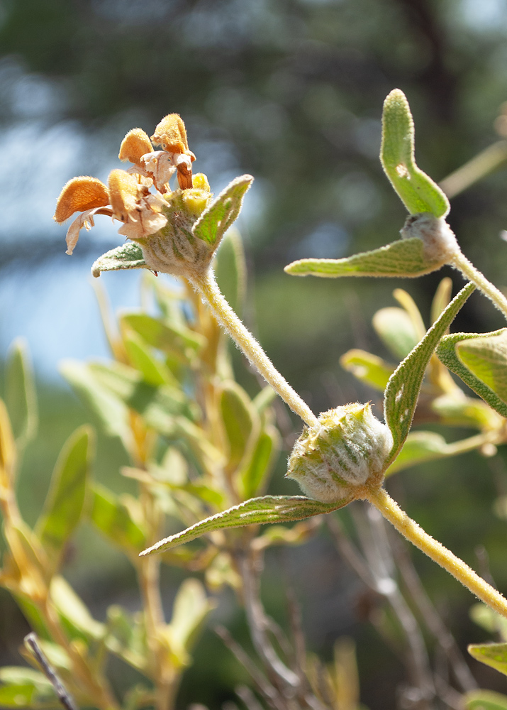 Image of genus Phlomis specimen.