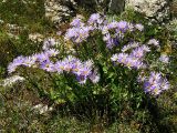 Aster bessarabicus