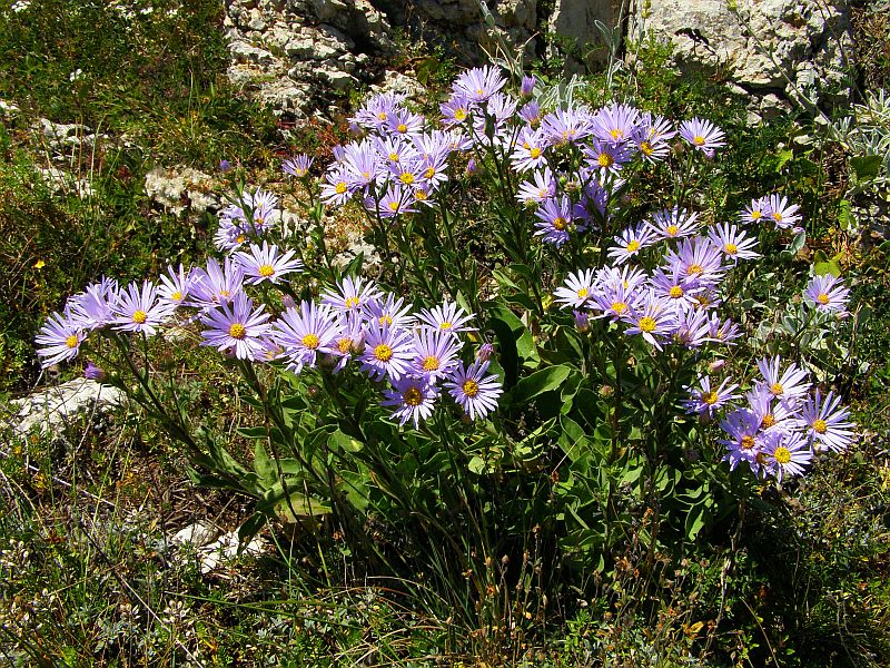 Изображение особи Aster bessarabicus.
