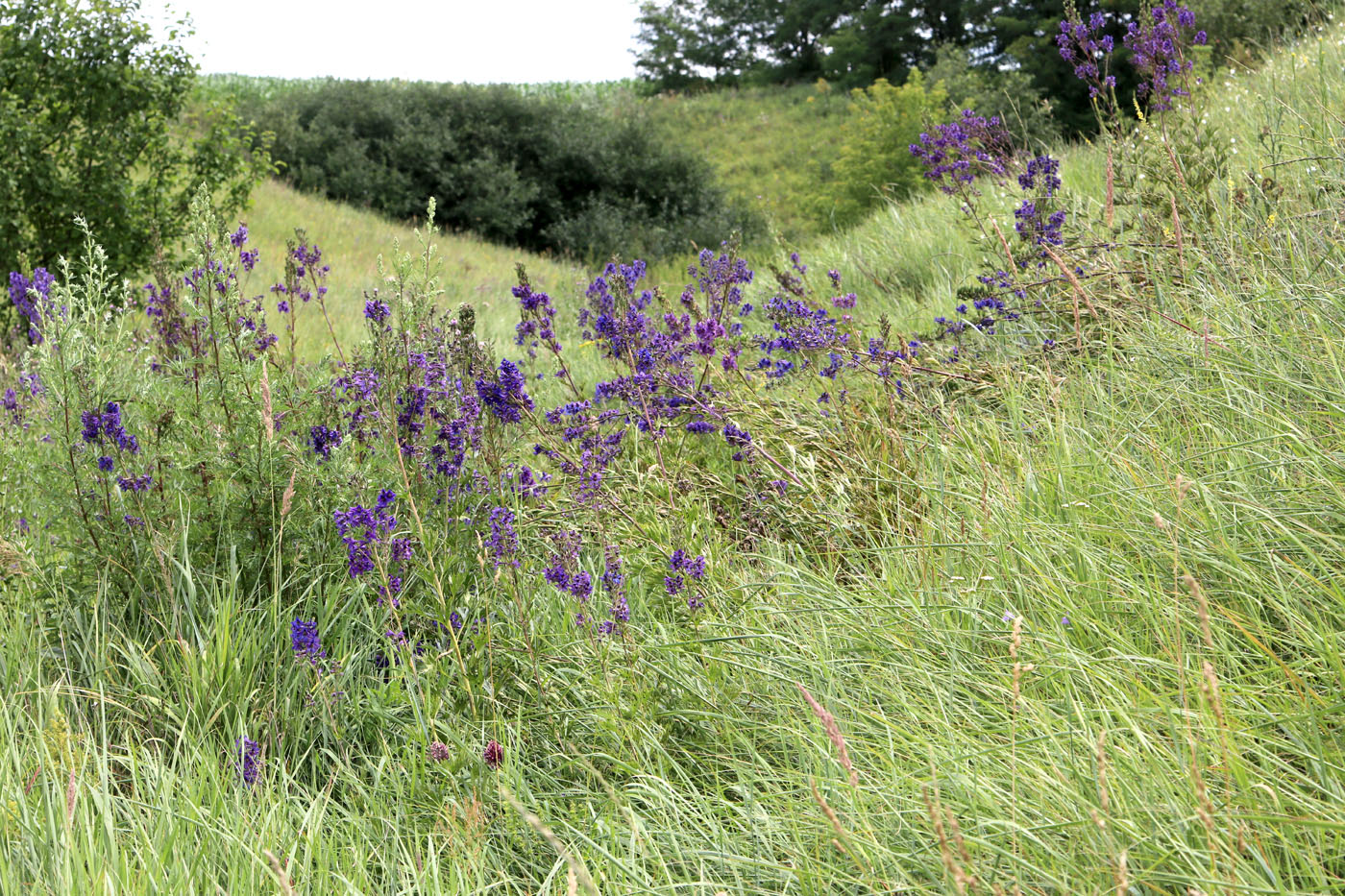 Image of Delphinium cuneatum specimen.