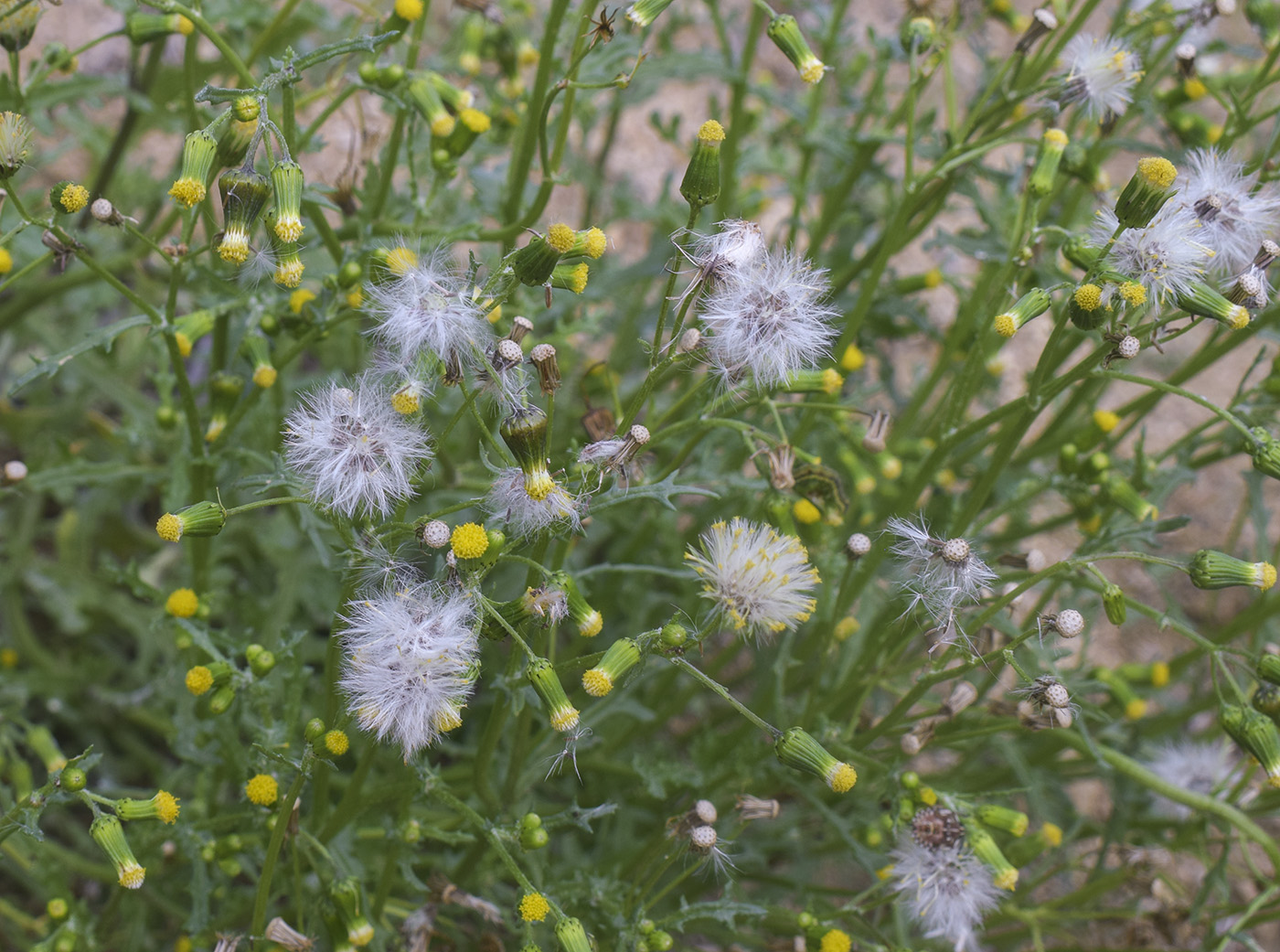 Изображение особи Senecio vulgaris.
