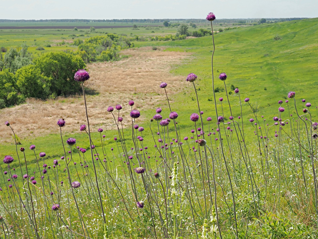 Изображение особи Jurinea arachnoidea.