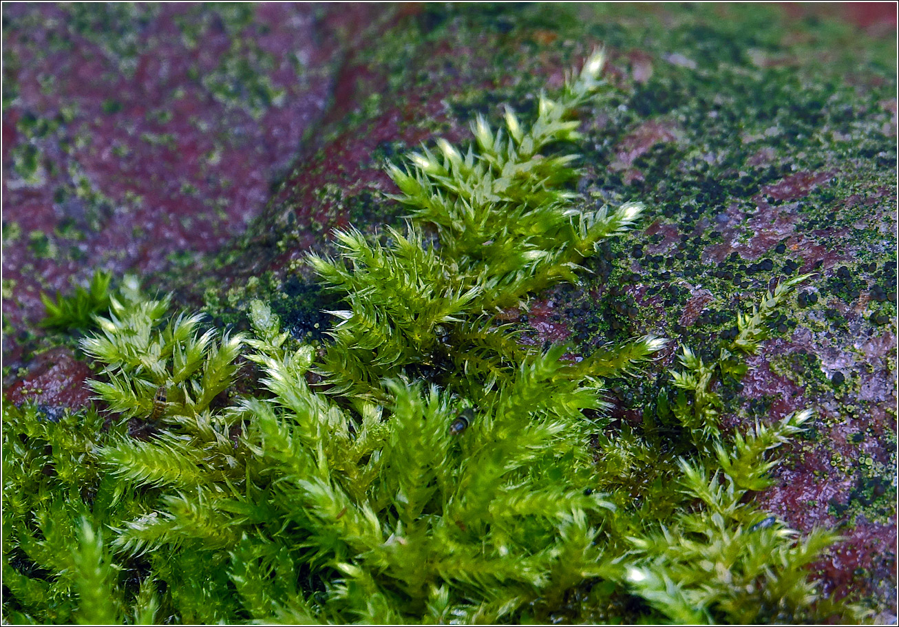 Изображение особи Неопознанный вид.