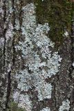Parmelina tiliacea. Талломы на коре дерева. Тульская обл., окр. пос. Дубна, опушка лиственного леса Просек. 04.12.2025.