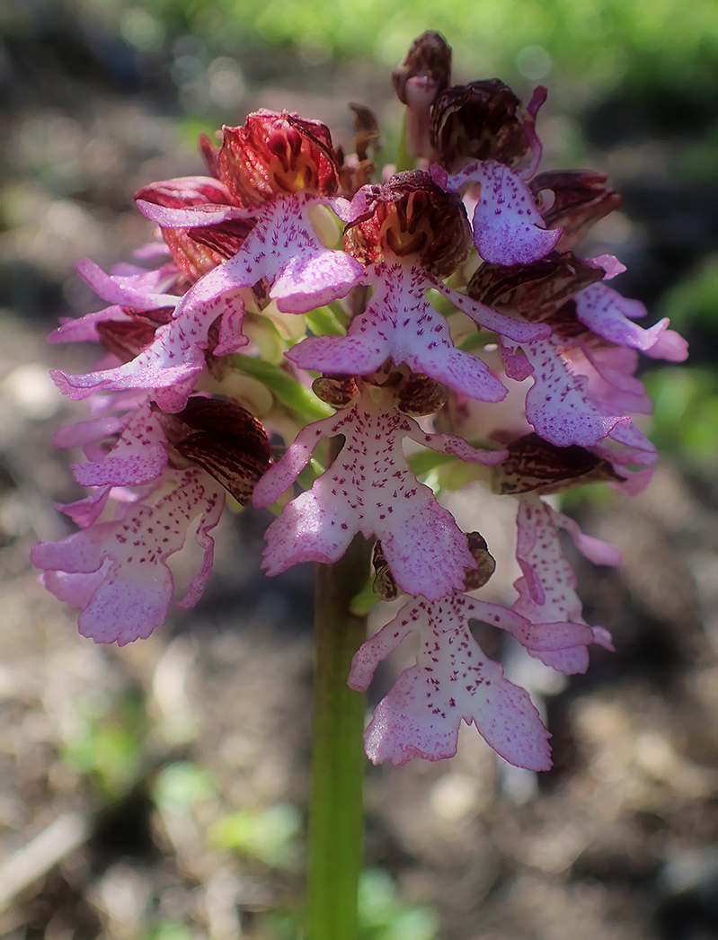 Image of Orchis purpurea specimen.