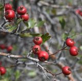 Crataegus monogyna. Плоды. Республика Кипр, Троодос, редкий лес на каменистом склоне, ≈ 1500 м н.у.м. 26.10.2025.