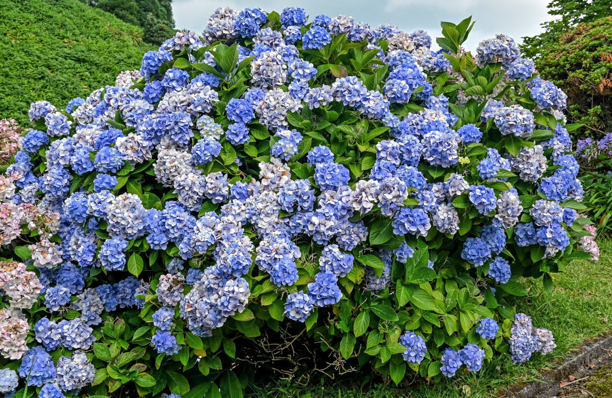 Изображение особи Hydrangea macrophylla.