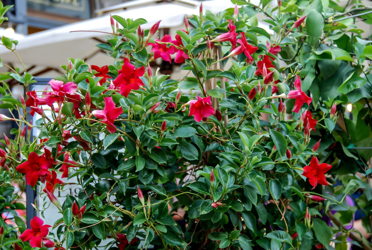 Image of Mandevilla sanderi specimen.