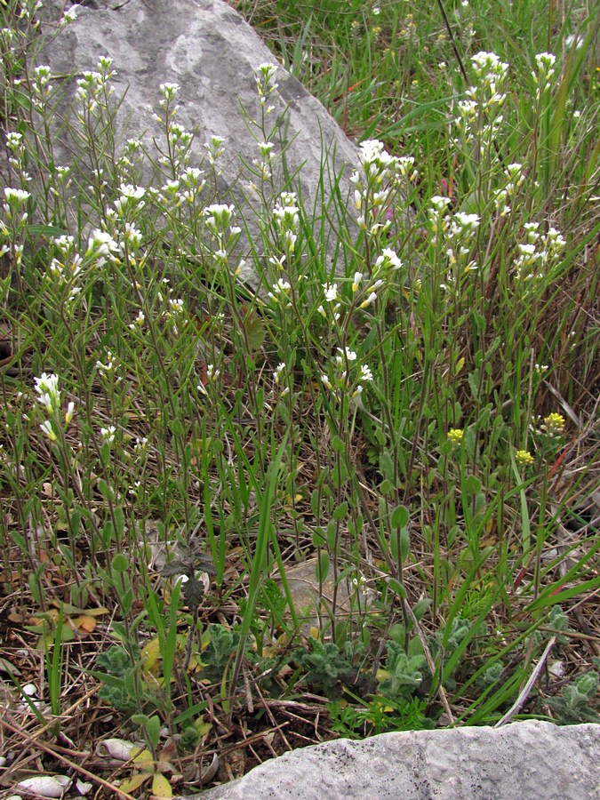 Image of Arabis auriculata specimen.