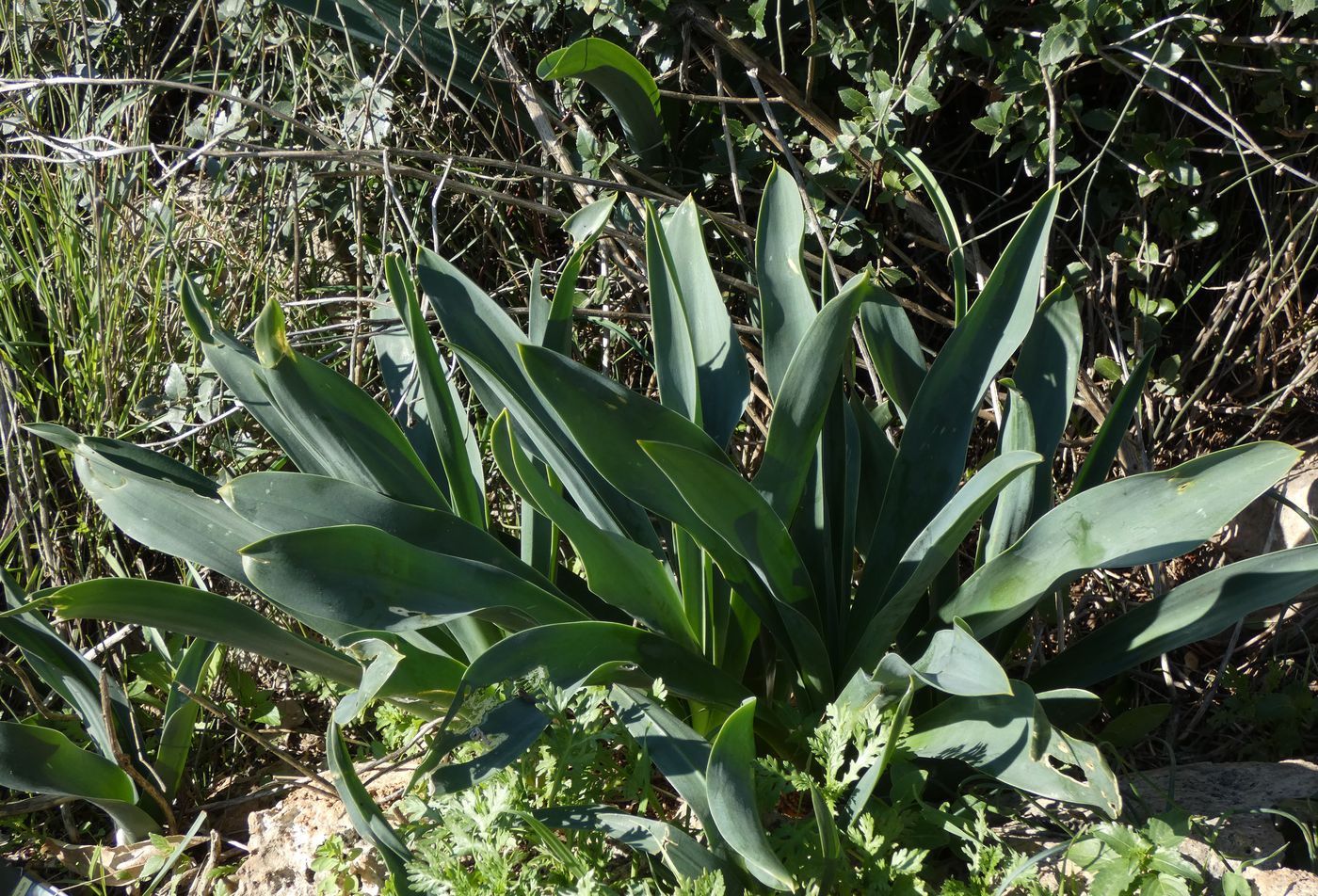 Изображение особи Drimia aphylla.